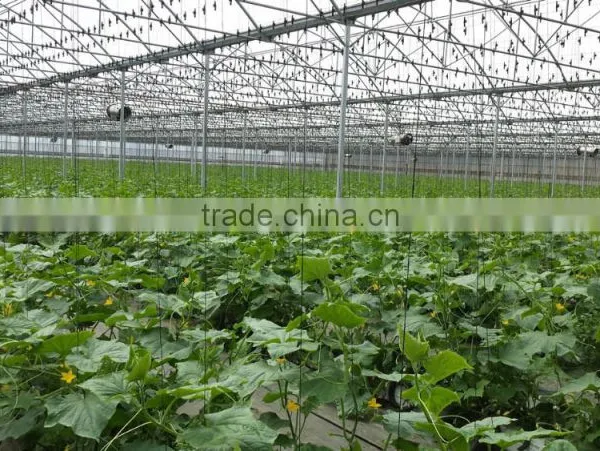 Greenhouse for Professional Growers and Cost Effective Vegetable Production photo-3