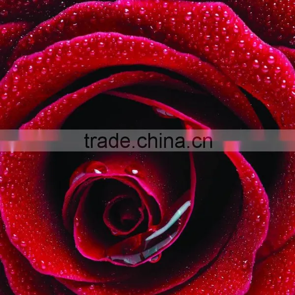 100% Pure Rose Essential Oil photo-2