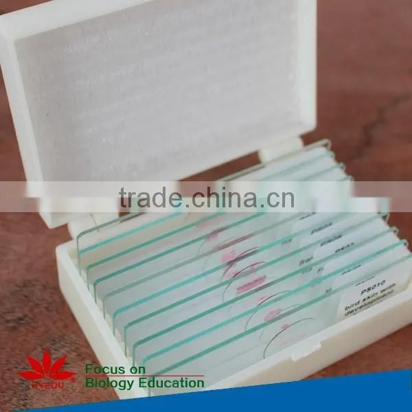 Individual Microscope Prepared Slides Medical Parasite Microscope Slides photo-4