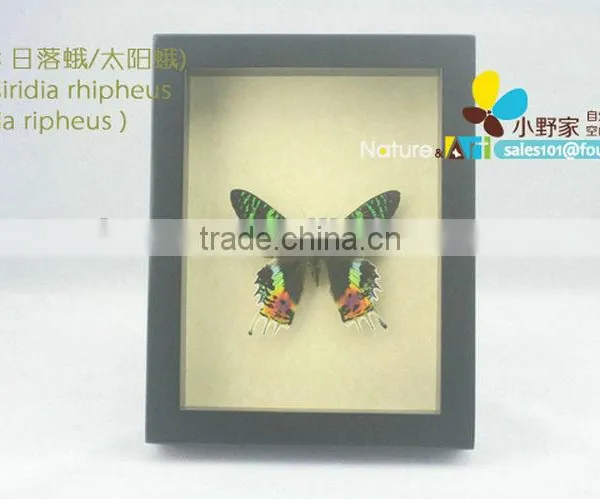 FOUSEN(017) Nature& Art Natural Species Gifts for Elderly photo-2