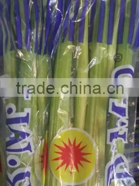Fresh Celery for Sale Good Quality photo-4
