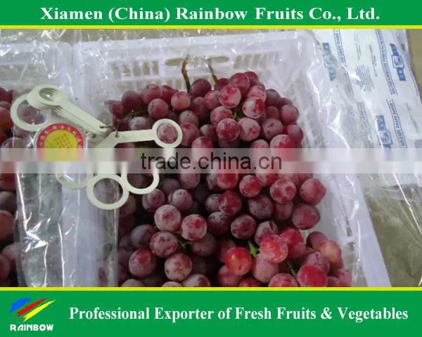 Fresh Red Sweet Seeded Grape Fruit Export From China photo-3