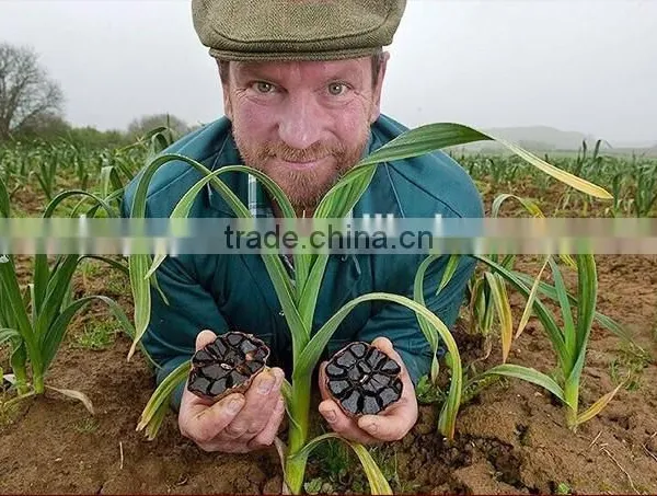 Japanese Top Quality Black Garlic photo-4