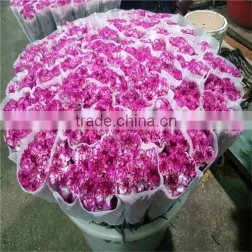Carnation Cut Flowers