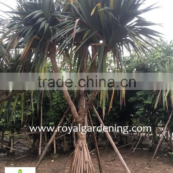 Pandanus Utilis High 4-5m photo-6