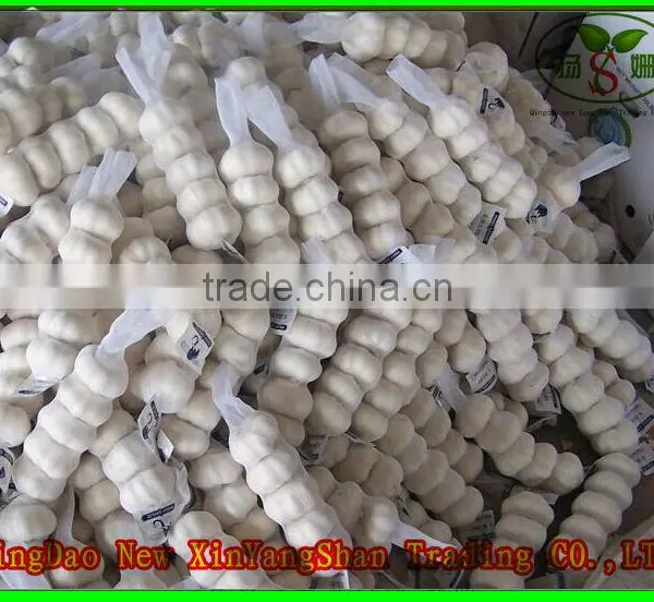 2015 Cang Shan Garlic/Fresh Garlic photo-5