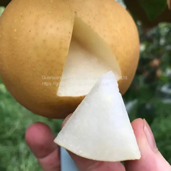 Fresh Fruit Pears/Ya Pear/Fragrant Pear/Crown Pear/Qiuyue Pear/Golden Pear