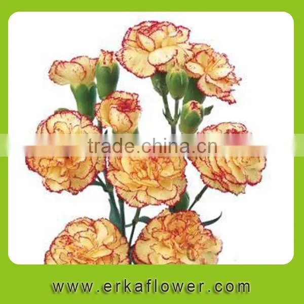 Natural Hot Sale Beautiful Carnation Wreath Fresh Preserved Flower for Gifts photo-3