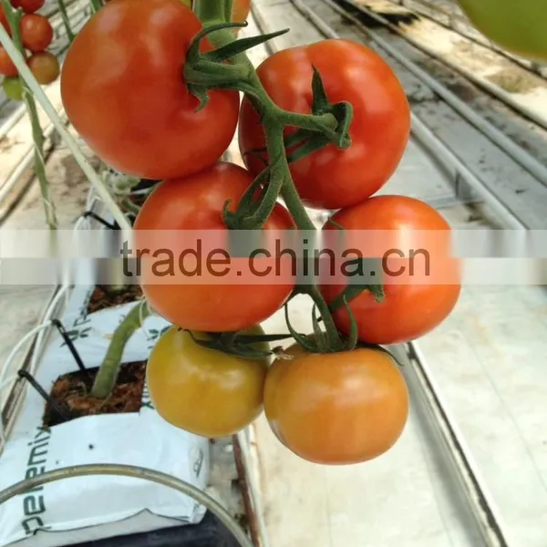 Red Tomato photo-5