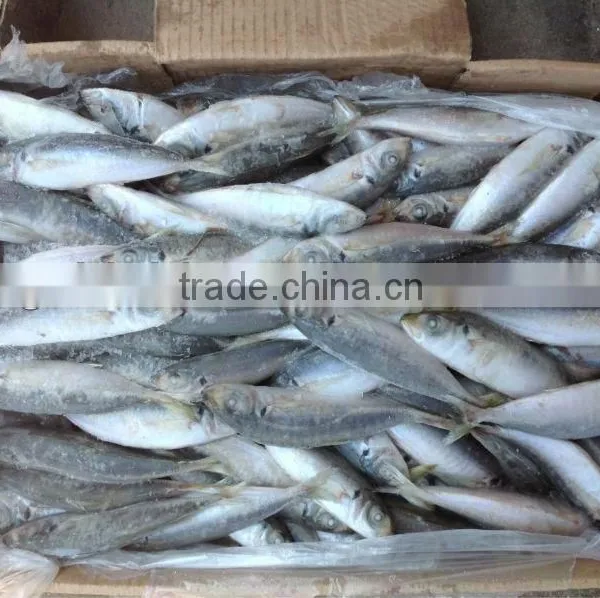 High Quality Frozen Round Scad(Decapterus Maruadsi). photo-5