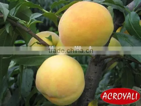 Fruit Fillings/Peach Pie Filling or Topping photo-3