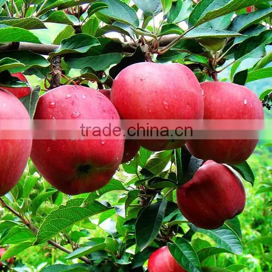 Sweet Juicy Fresh Red Delicious Apple Huaniu Apple by Wholesale photo-6