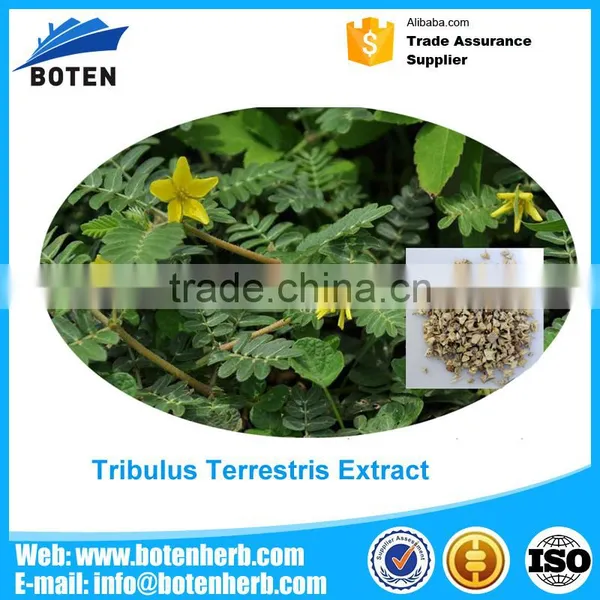Custom Logo Pure Tribulus Supplement for Men Health Manufacturer