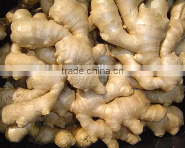 All Year Round Supply Fresh Ginger photo-4