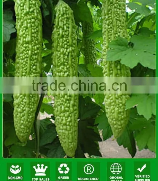 MBG031 Zhun Dark Green Bitter Melon Seeds, Hybrid Bitter Gourd Seeds