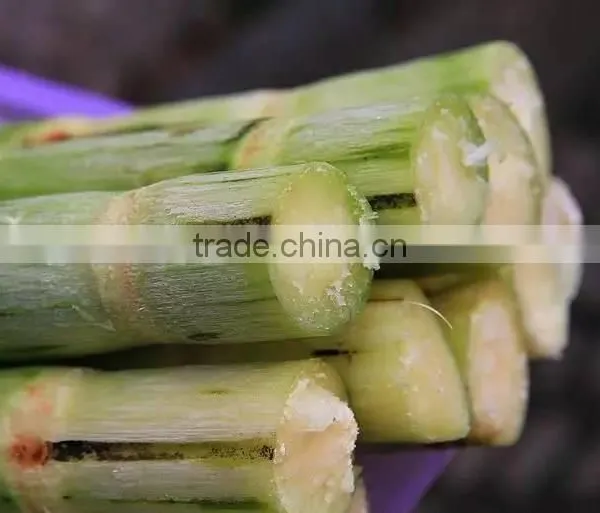 Electric Sugarcane Machine Commercial Sugarcane Juicer Sugarcane Extractor photo-5