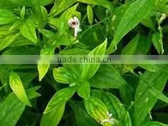 Andrographis Paniculata Herb photo-2