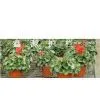 Seedbed Wire Mesh