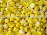 Sweet Yellow Corn
