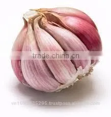 FRESH GARLIC photo-6