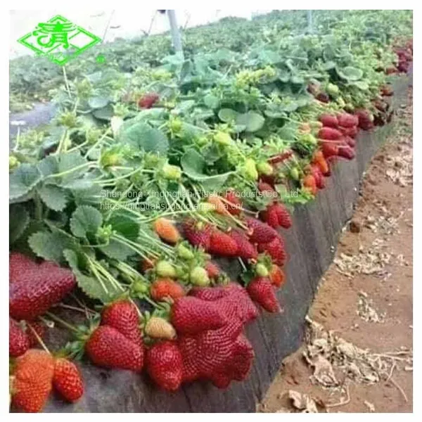 Garden Weed Control Plastic Greenhouse Mulching Film photo-2
