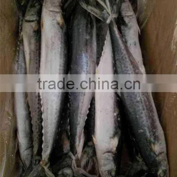 Frozen Spanish Mackerel Fish King Fish photo-2