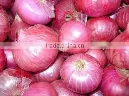 FRESH ONION