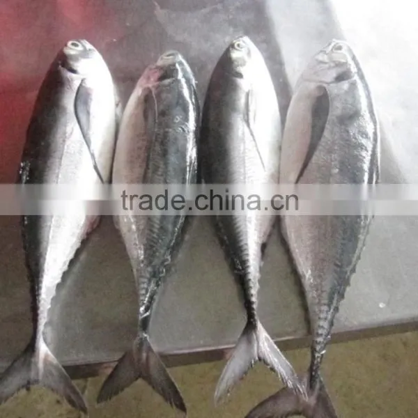 FROZEN HORSE MACKEREL WHOLE ROUND photo-3