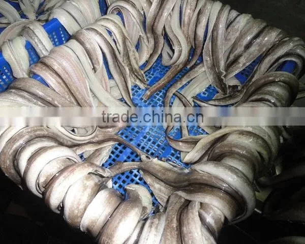 Conger Eel