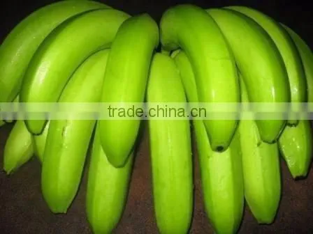 Fresh Cavendish Banana From Tamilnadu