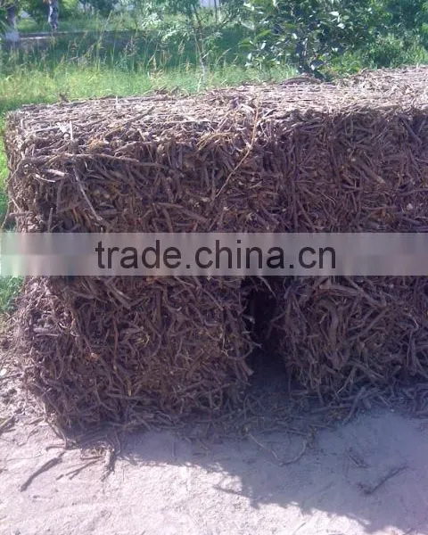 Liqorice Roots photo-3