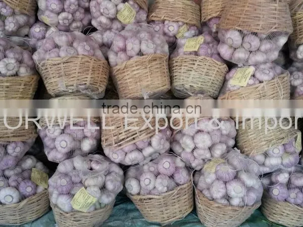 Best Price Products New Crop Pure White Fresh Garlic photo-3