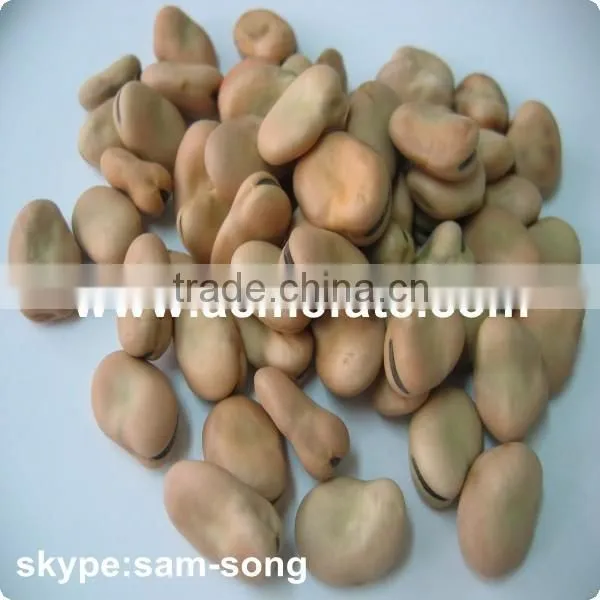 Good Quality Hot Sale Dried Broad Beans photo-3