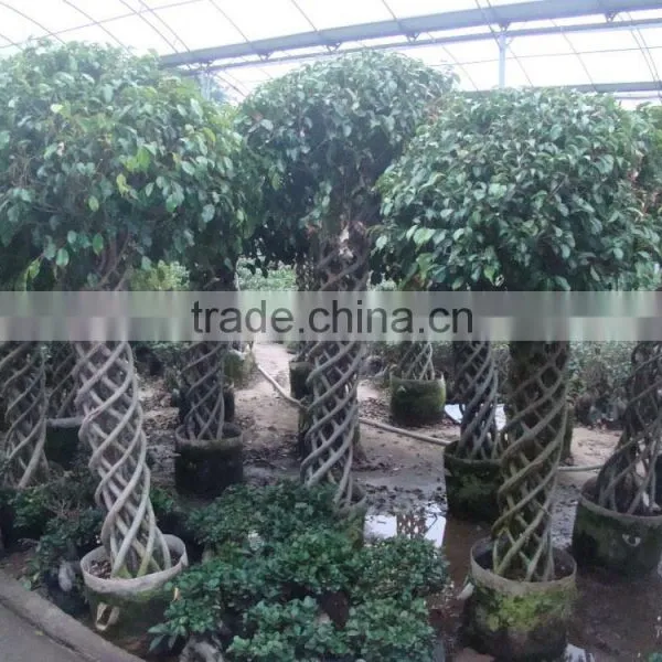 Braid Bonsai Ficus Microcarpa photo-2