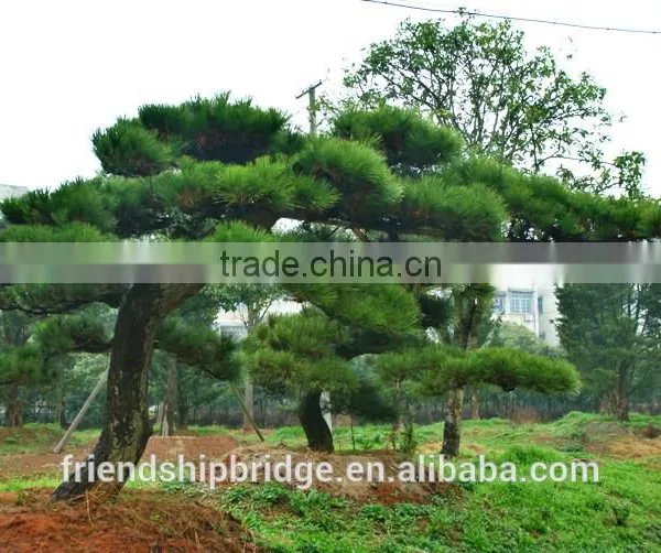 Pinus Thunbergii Parl. Black Pine Seedlings