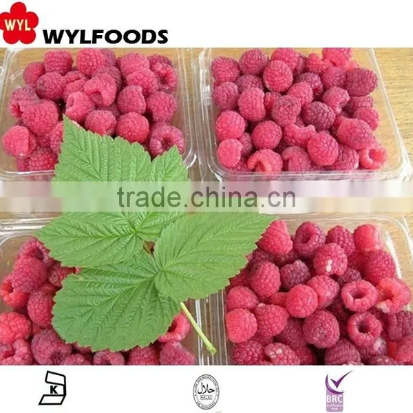 IQF Frozen Raspberry photo-3