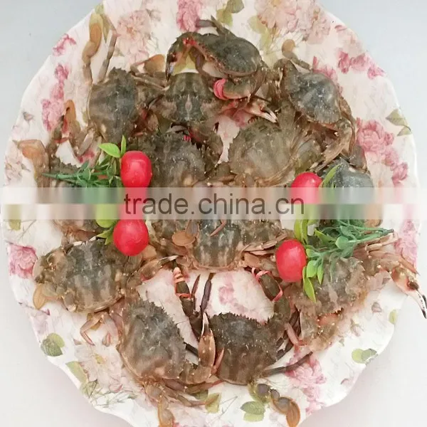 Mud Crabs photo-3