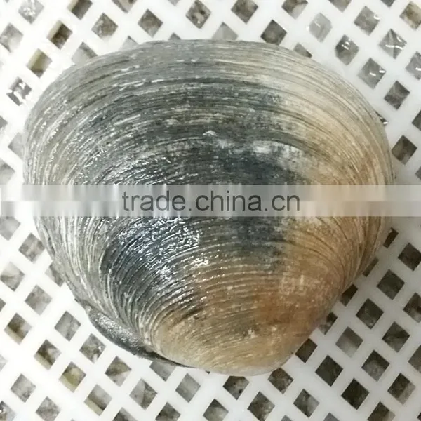 Raw Frozen Half-shell Huge Clam photo-3