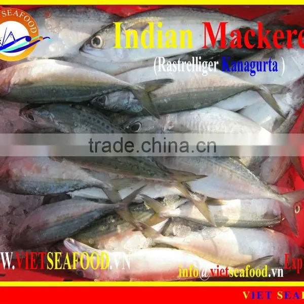 FROZEN INDIAN MACKEREL photo-2