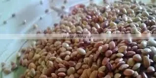 Kulthi Dry Extract photo-3