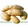 Potato,potato Supplier,Chinese Potato,