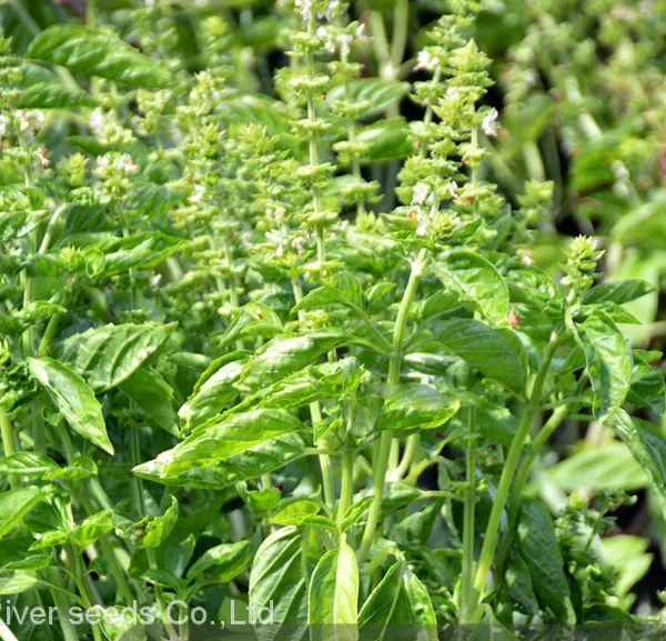 250g Natural Spice Plants Ocimum Basilicum Seed Raw Dried Wholesale Basil Seeds for Home Planting photo-2