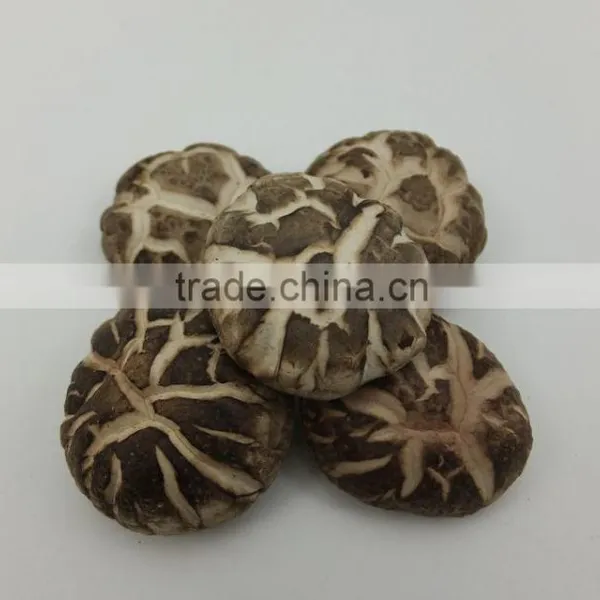 New List of Edible Spring Flower Mushroom photo-2