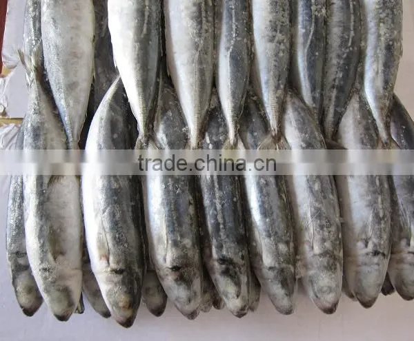 FROZEN ROUND SCAD FOR TUNA BAIT