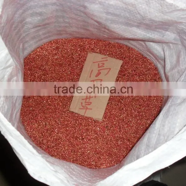 2016 New Forage Grass Seeds Sorghum Sudan Grass Seeds For Growing photo-3