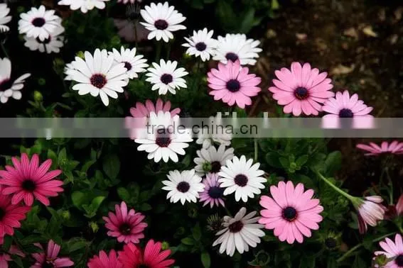 Ecklonis, Osteospermum, Flower Seeds , Herb Seed,vegetalbe Seed,fruit Seed,grass Seed photo-4