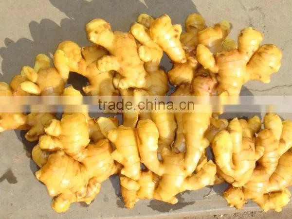 Ginger Fresh photo-3