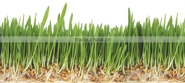 Barley Sprout/radish Sprout Machine photo-3