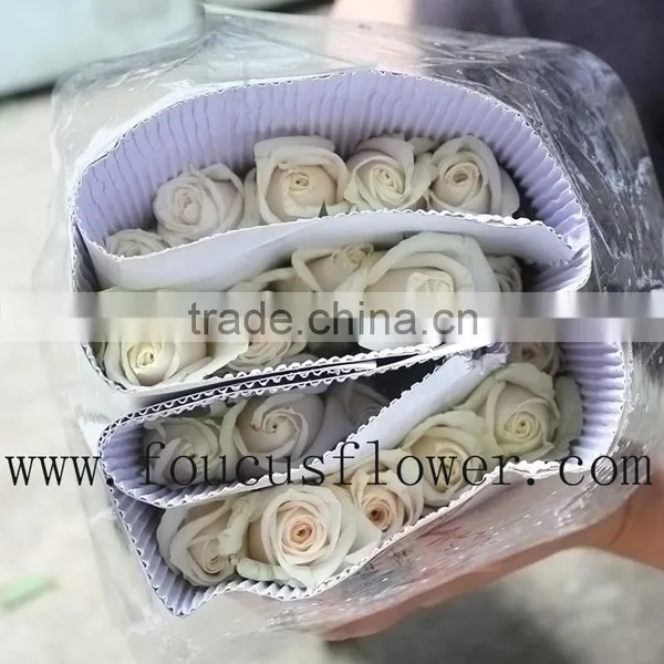 China Hot Sale Rose Cut Vendela Fresh Roses Cut Flowers From China photo-6