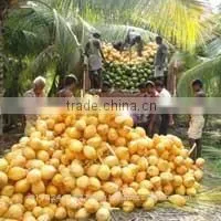 Tender Coconut/fresh Young Coconut/common Cultivation Type Young Coconut/green Young Coconut/young Coconut Exporter photo-4